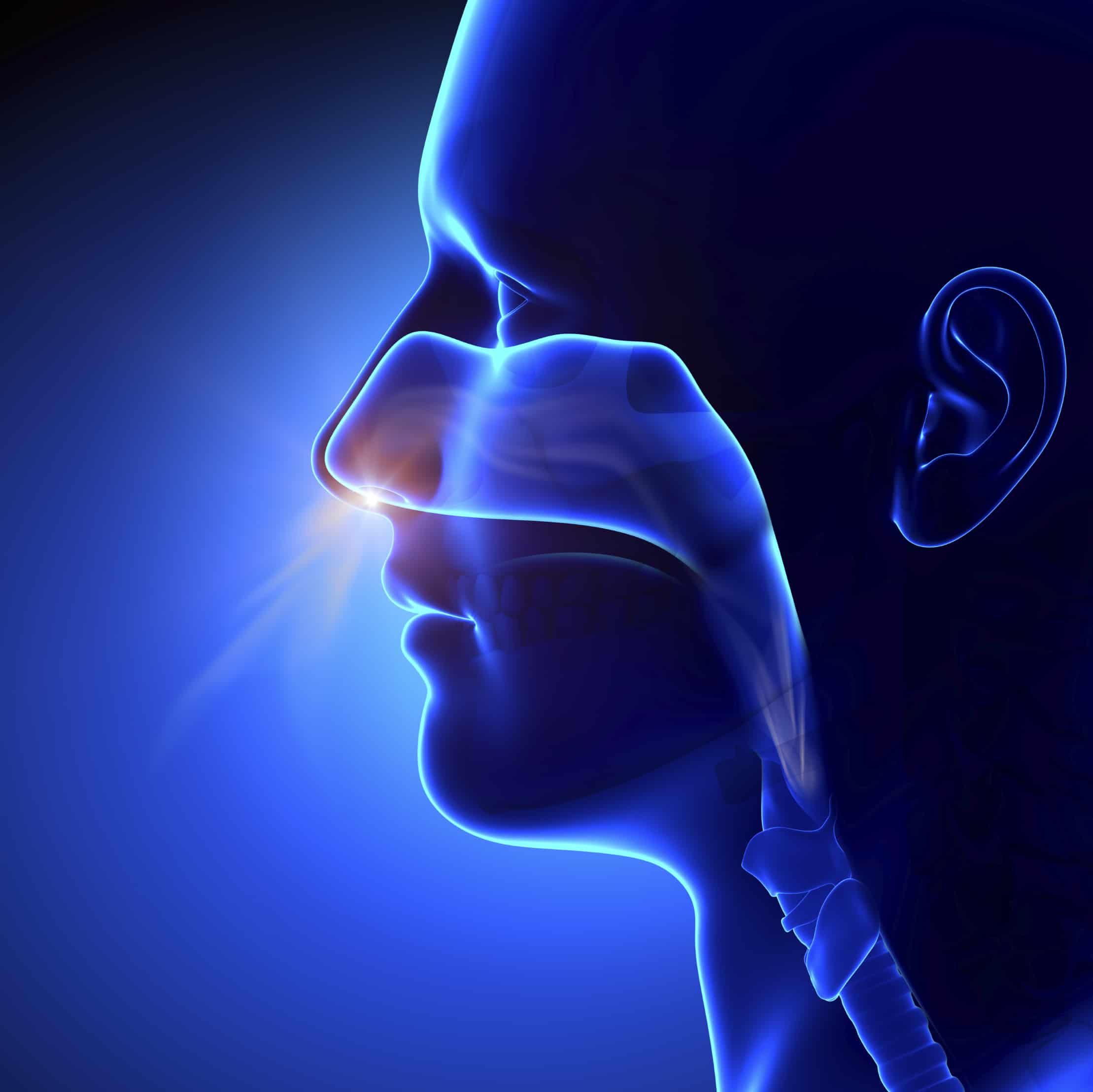 Trening for hjernens helse 2 Sinuses--Breathing--Human-Anatomy-000041360400_Large